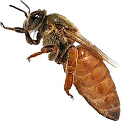 Minnesota Hygienic Italian Honey Bee Hybrid